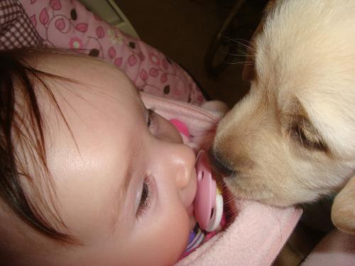 Yellow Lab already gentle with children